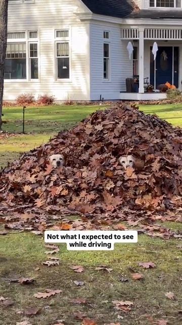 Не это он ожидал увидеть, проезжая мимо смотреть онлайн