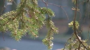 Почему на Ставрополье неожиданно ворвалась весна: ответы синоптика