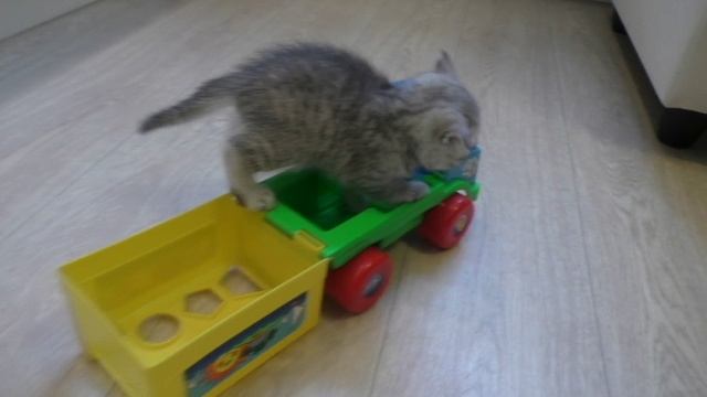 Котенок милый и забавный.