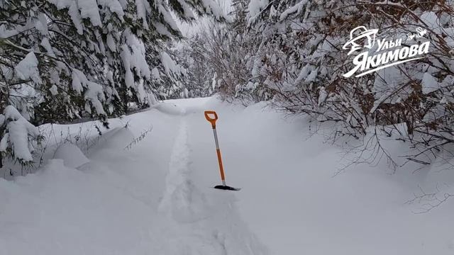 Зимнее приключение пчеловода Якимова Зимнее приключение пчеловода Якимова
