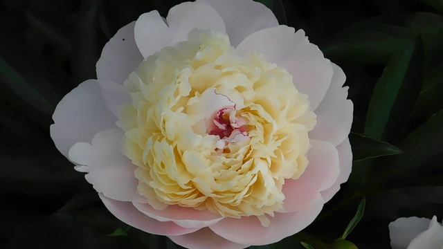 Пион Sators (Саторс) смотреть онлайн