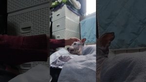 Лечение Снежка продолжается, он уже недолго может лежать на спине