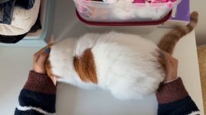 У вас кот не заводится