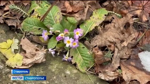 Из минуса в плюс и снова в минус: как не слететь с погодных качелей смотреть онлайн