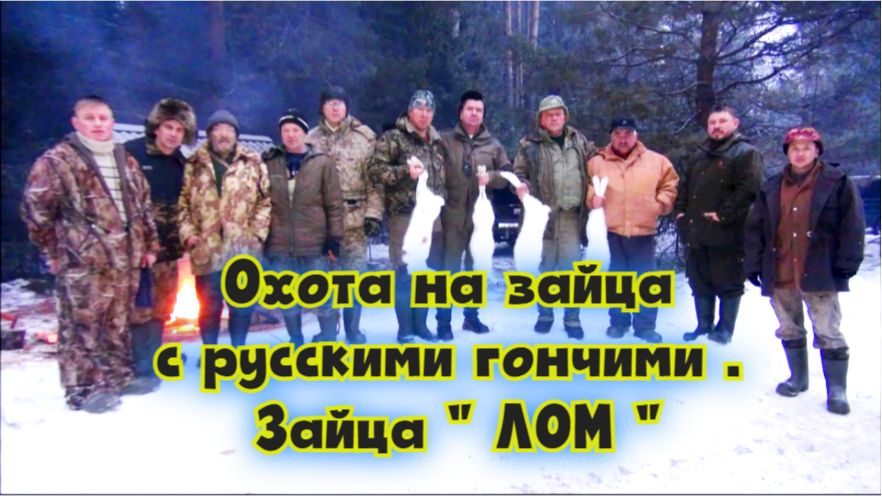 Охота на зайца с русскими гончими . Зайца " ЛОМ " .#охотасгончей#собака #животные #топ #hunting смотреть онлайн