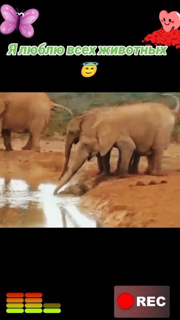 Я люблю всех животных😇 смотреть онлайн