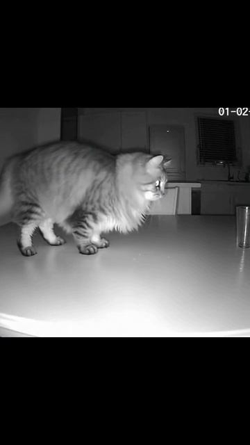 Пакостный кот кот-канфета котики домашниелюбимцы забавныемоменты непослушныйкот