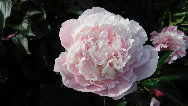 Пион Umbellata Rosea (Умбелатум Розеа) смотреть онлайн