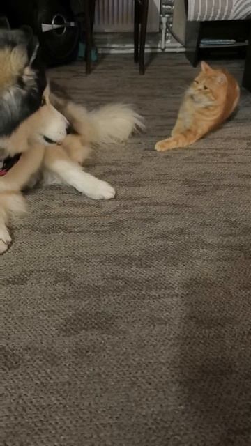 VID_20260130_080306_588.mp4 смотреть онлайн