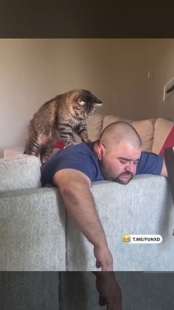 Если бы у меня был такой кот, я бы и не женился😄 смотреть онлайн