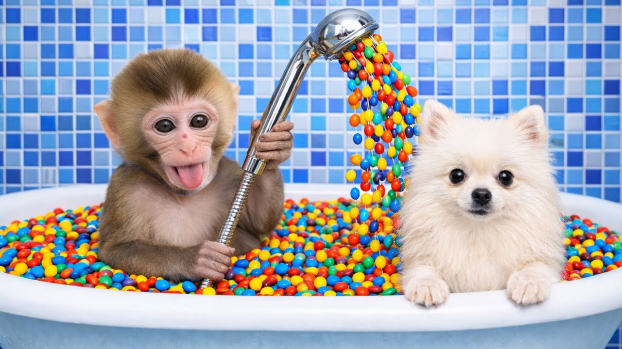 Мультики для детей, обезьянка купается в ванне с конфетами/видео про обезьянку смотреть онлайн