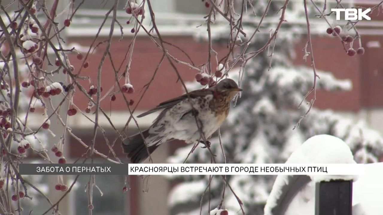 Птичий бум в Красноярске смотреть онлайн