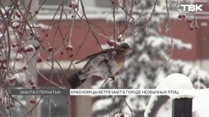 Птичий бум в Красноярске