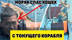 Отважный Моряк Спас Кошек с Тонущего Траулера и был...