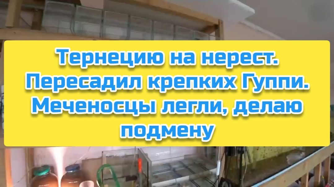 Тернецию на нерест. Пересадил крепких Гуппи. Меченосцы легли, делаю подмену смотреть онлайн