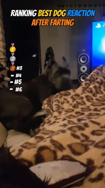 Ranking Best Dog Reactions After Farting смотреть онлайн