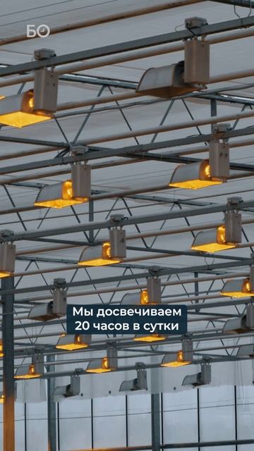 Как выглядит современный розарий #розы #цветы #теплица смотреть онлайн