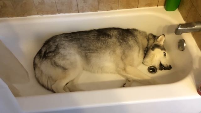 Истерика сибирского Хаски смотреть онлайн