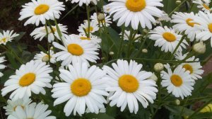 Цветочки, воспоминания о лете и божья коровка! #цветы