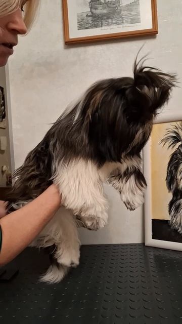 Бэль и её портрет. art творчество искусство картины шитцу painting щенокмилашка щенокшитцу