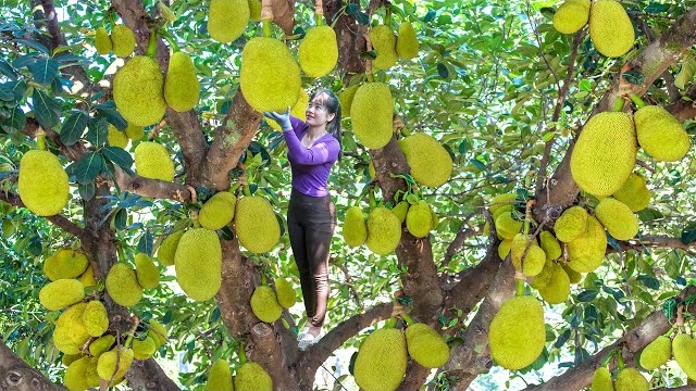 Собираю урожай с джекфрутового дерева. Везу на мотоцикле продавать. Нхат. Вьетнам смотреть онлайн