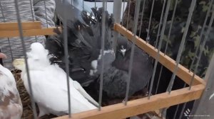 Ярмарка голубей. Рязань 4 ноября 2023 . Фильм 1