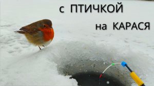 ЗИМНЯЯ РЫБАЛКА!КРУПНЫЙ КАРАСЬ НА МОРМЫШКУ 2026!ДИКАЯ РУЧНАЯ ПТИЧКА МНЕ ПОМОГАЕТ)))