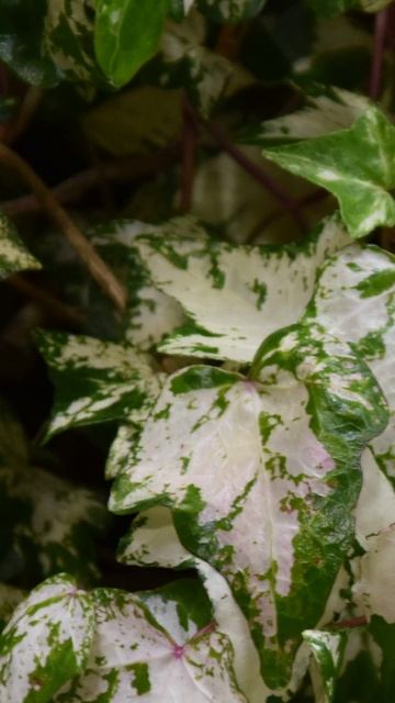 Плющ пестрый - Зеленый Агент смотреть онлайн