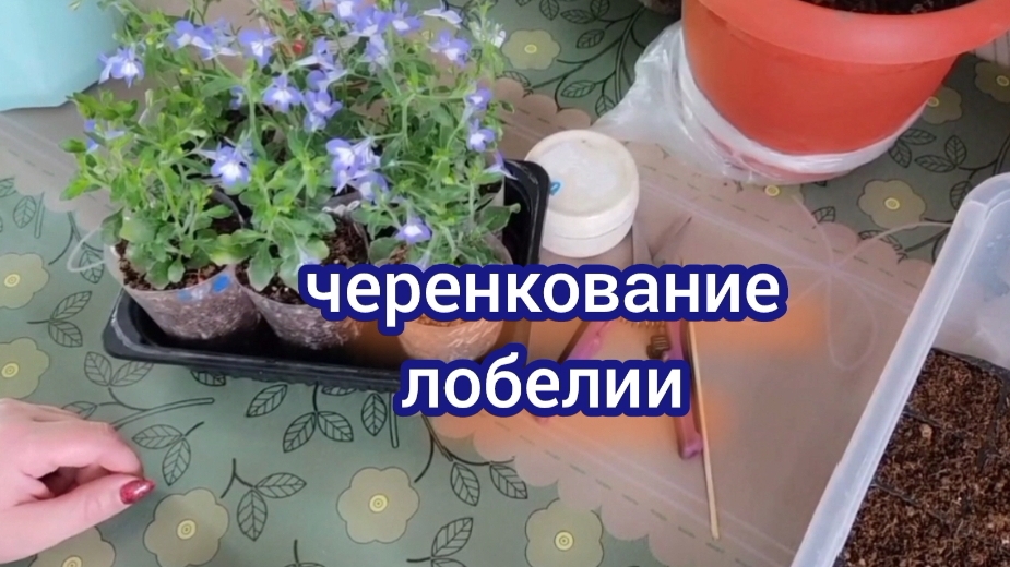 Черенкую вегетативную лобелию.