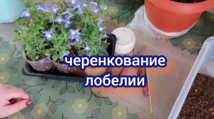 Черенкую вегетативную лобелию.