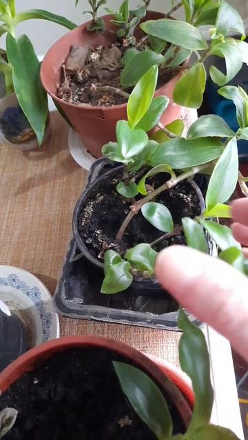 30-01-2026 #герань 🥀🥀 смотреть онлайн