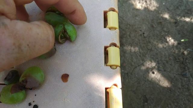 Виноград. Жадность или незнание. Прорежайте грозди вовремя. смотреть онлайн