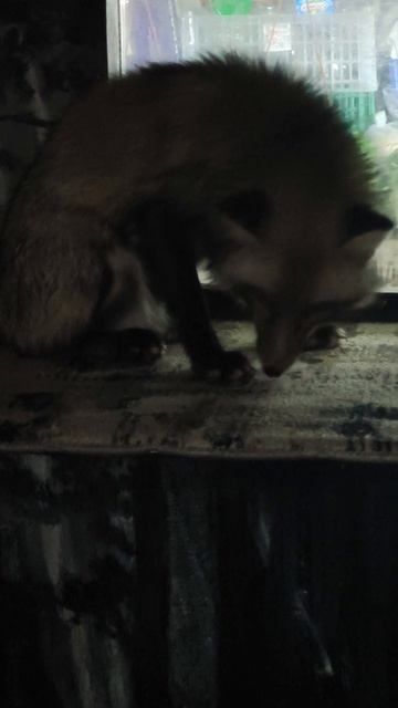 #уралиса #колбаса #лиса смотреть онлайн