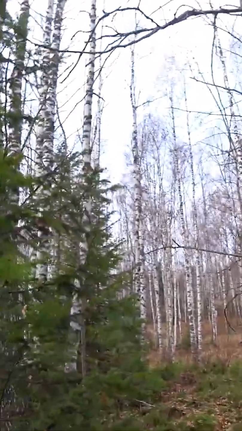 Охота на рябчика в тайге. смотреть онлайн