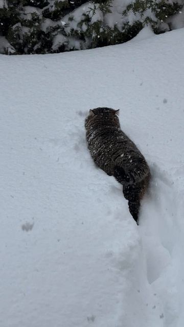 Барс- снегоход 30-01-2026 смотреть онлайн