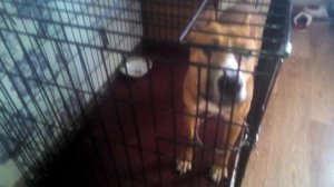 VID_20260130_130040.3gp