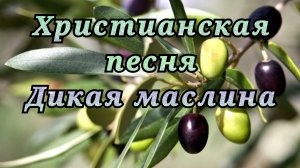 "Дикая маслина" христианская песня.mp4