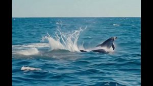 море и  дельфины