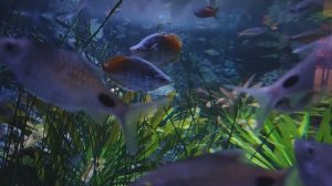 Радужница Боэсмана. Барбус Филаментоза. Красивые рыбки. Рыбки. Аквариумные рыбки. Океанариум РИО