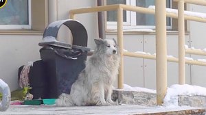 Собака ждет хозяина у больницы уже 1,5 года...