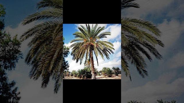 Музыка Dirty_Palm смотреть онлайн