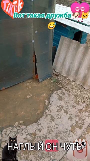 Вот такая дружба🐶 🐱😅 смотреть онлайн