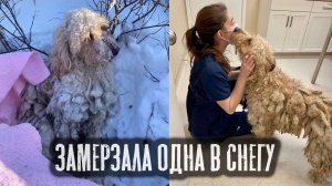 Успели в спасти в последний момент - Замерзала в сугробе одна…