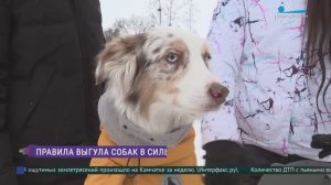 Как гулять с собакой в сильные морозы