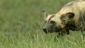 Свирепые королевы 9 серия (документальный сериал, 2021)