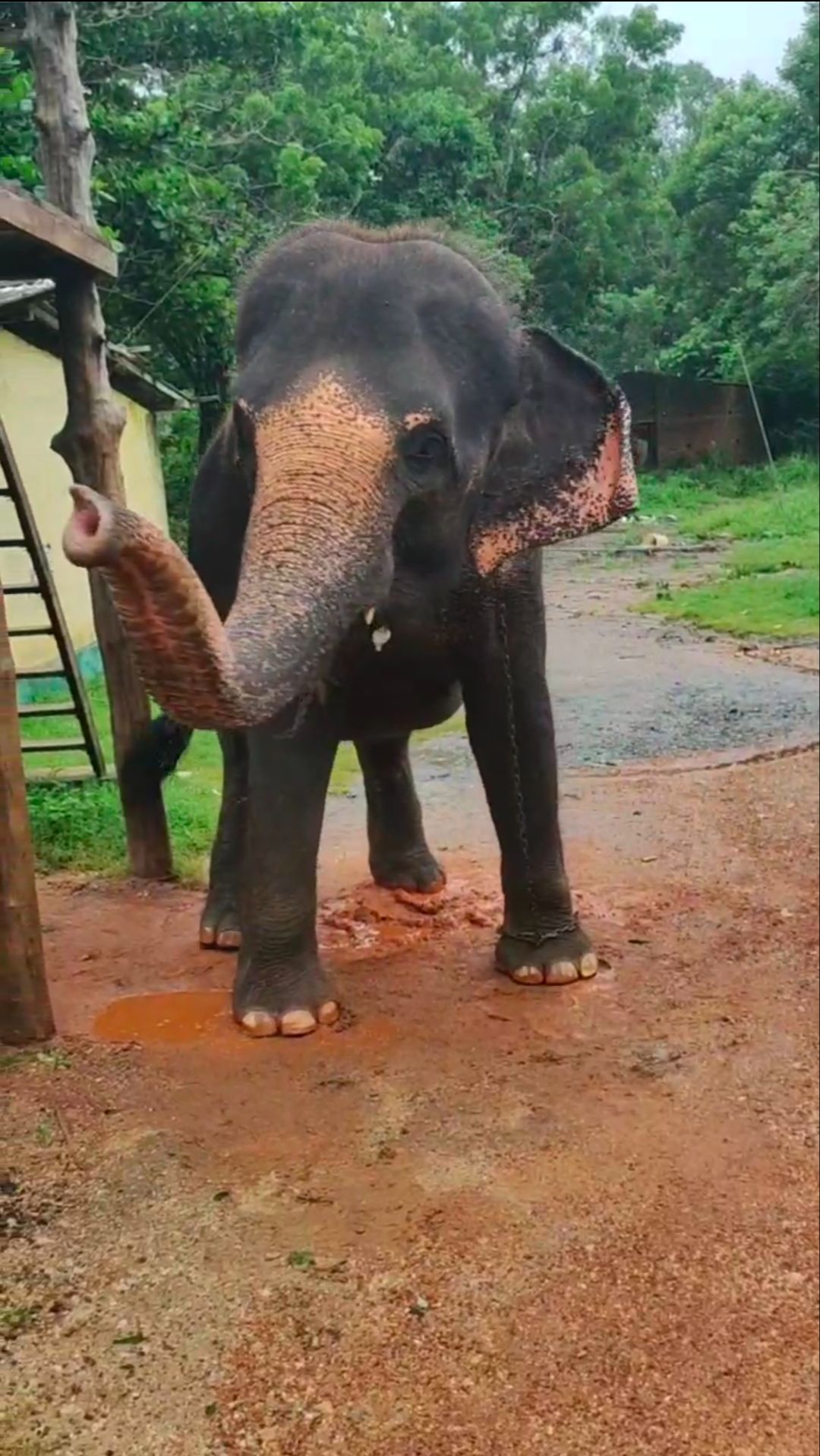 Танцующий милаш слоник из Шри-Ланки! Животные слышат музыку и умеют под неё красиво двигаться! смотреть онлайн
