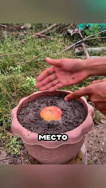 ЖЕСТЬ ЧТО БУДЕТ С ЯБЛОКОМ ЧЕРЕЗ 21 ДЕНЬ [get.gt] смотреть онлайн