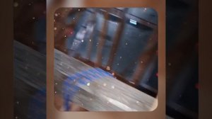 1000047367.mp4 (Собака наблюдает за устройством лестницы на 2 этаж в доме А-фрейм)