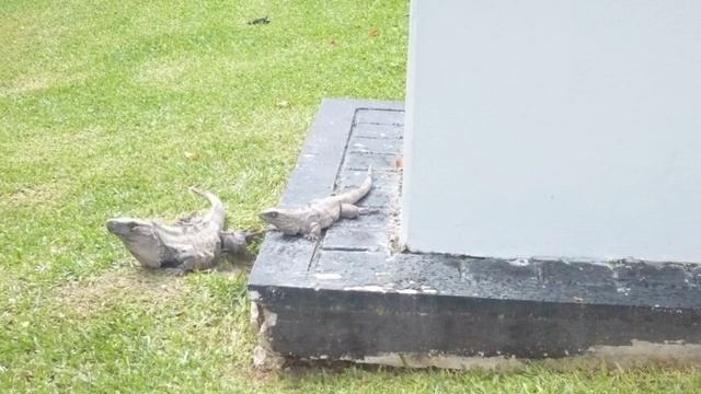 ЭКЗОСФЕРАТУР В КАНКУНЕ смотреть онлайн