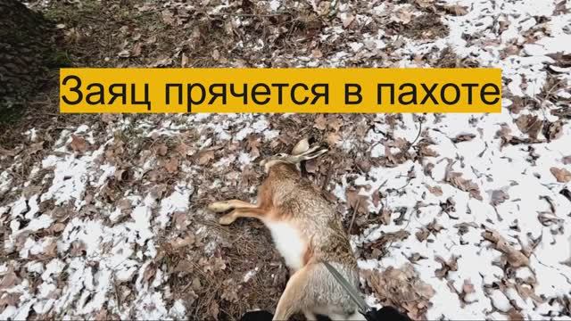 Охота на зайца "Заяц прячется в пахоте" смотреть онлайн